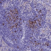 Anti-IGSF6 antibody produced in rabbit 