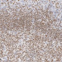 Anti-IKZF3 antibody produced in rabbit 