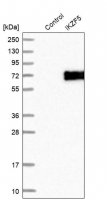 Anti-IKZF5 antibody produced in rabbit 