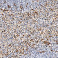 Anti-IL18 antibody produced in rabbit 