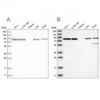 Anti-IMMT antibody produced in rabbit 