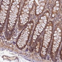 Anti-IMPACT antibody produced in rabbit 