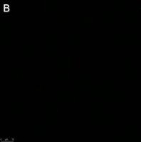 Anti-Influenza A Nucleoprotein Antibody, clone A1 ZooMAb Mouse Monoclonal 