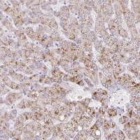 Anti-INHBE antibody produced in rabbit 