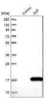 Anti-INIP antibody produced in rabbit 