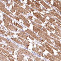 Anti-INPP4B antibody produced in rabbit 