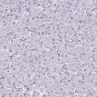 Anti-INS antibody produced in rabbit 