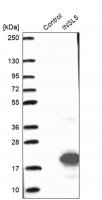 Anti-INSL5 antibody produced in rabbit 