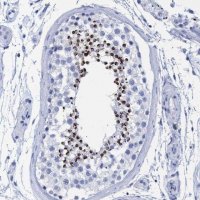 Anti-INSL6 antibody produced in rabbit 