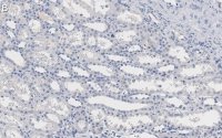 Anti-Integrin V Antibody, clone 272-17E6 ZooMAb Mouse Monoclonal 