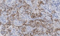 Anti-Integrin V8 Antibody, clone EM13309 , ZooMAb Rabbit Monoclonal 
