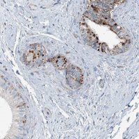 Anti-INTU antibody produced in rabbit 