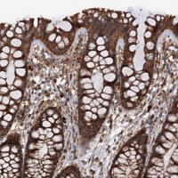 Anti-IPO4 antibody produced in rabbit 