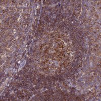 Anti-IRAK3 antibody produced in rabbit 