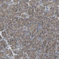 Anti-IRF3 antibody produced in rabbit 