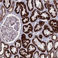 Anti-ISOC2 antibody produced in rabbit 