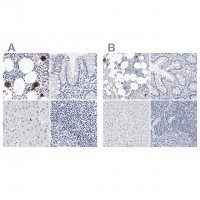 Anti-ITGA2B antibody produced in rabbit 