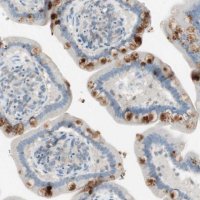 Anti-ITLN2 antibody produced in rabbit 
