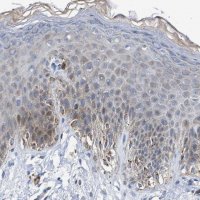 Anti-JAG1 antibody produced in rabbit 