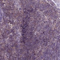 Anti-JAK3 antibody produced in rabbit 