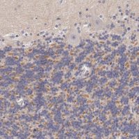 Anti-KCND1 antibody produced in rabbit HPA001066-100UL