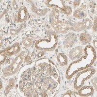 Anti-KCNE4 antibody produced in rabbit 