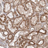 Anti-KCNIP1 antibody produced in rabbit HPA022864-100UL