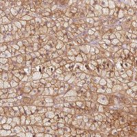 Anti-KCNQ1 antibody produced in rabbit 