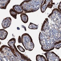 Anti-KDELC2 antibody produced in rabbit 