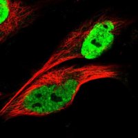 Anti-KHDRBS3 antibody produced in rabbit 