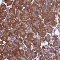 Anti-KIAA1143 antibody produced in rabbit 