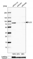 Anti-KLC2 antibody produced in rabbit 