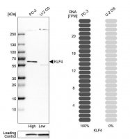 Anti-KLF4 antibody produced in rabbit 