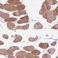 Anti-KLHL40 antibody produced in rabbit 