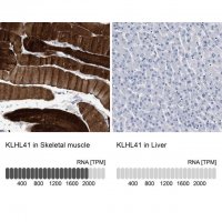 Anti-KLHL41 antibody produced in rabbit 