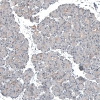 Anti-KNSTRN antibody produced in rabbit 