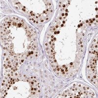 Anti-KPNA2 antibody produced in rabbit 