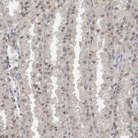 Anti-KPNB1 antibody produced in rabbit HPA029878-100UL