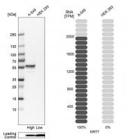 Anti-KRT7 antibody produced in rabbit 