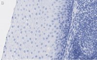 Anti-L-amino acid oxidase Antibody, clone 4O11 ZooMAb Rabbit Monoclonal 