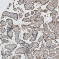 Anti-L1TD1 antibody produced in rabbit 