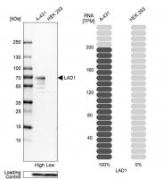 Anti-LAD1 antibody produced in rabbit 