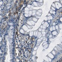 Anti-LAIR1 antibody produced in rabbit 