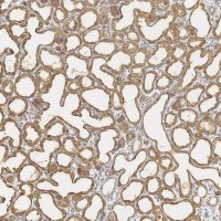 Anti-LALBA antibody produced in rabbit 