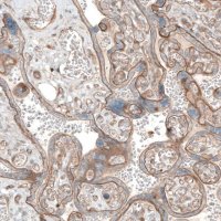 Anti-LAMA1 antibody produced in rabbit 