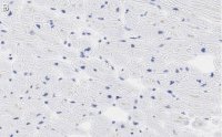 Anti-Laminin 2 Antibody, clone 2I22 ZooMAb Rabbit Monoclonal 