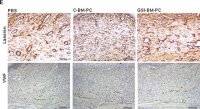 Anti-Laminin antibody produced in rabbit 