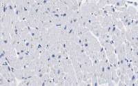 Anti-Laminin B2 Antibody, clone 1B9 ZooMAb Rabbit Monoclonal 