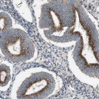 Anti-LAMP1 antibody produced in rabbit 