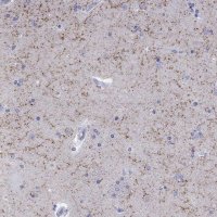 Anti-LAMP5 antibody produced in rabbit 